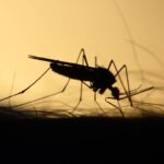 onde os mosquitos ficam durante o dia