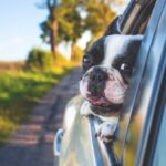 por que caes gostam de colocar a cabeca na janela do carro