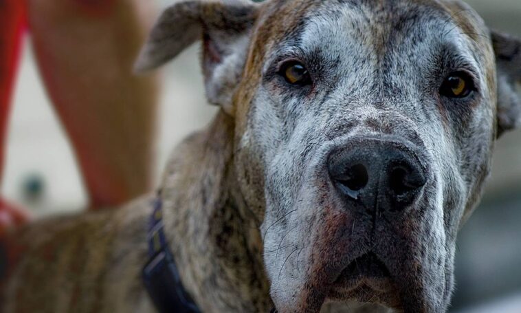 Qual é a raça do Scooby-Doo? – Zona Curiosa