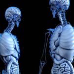 Órgãos do corpo humano