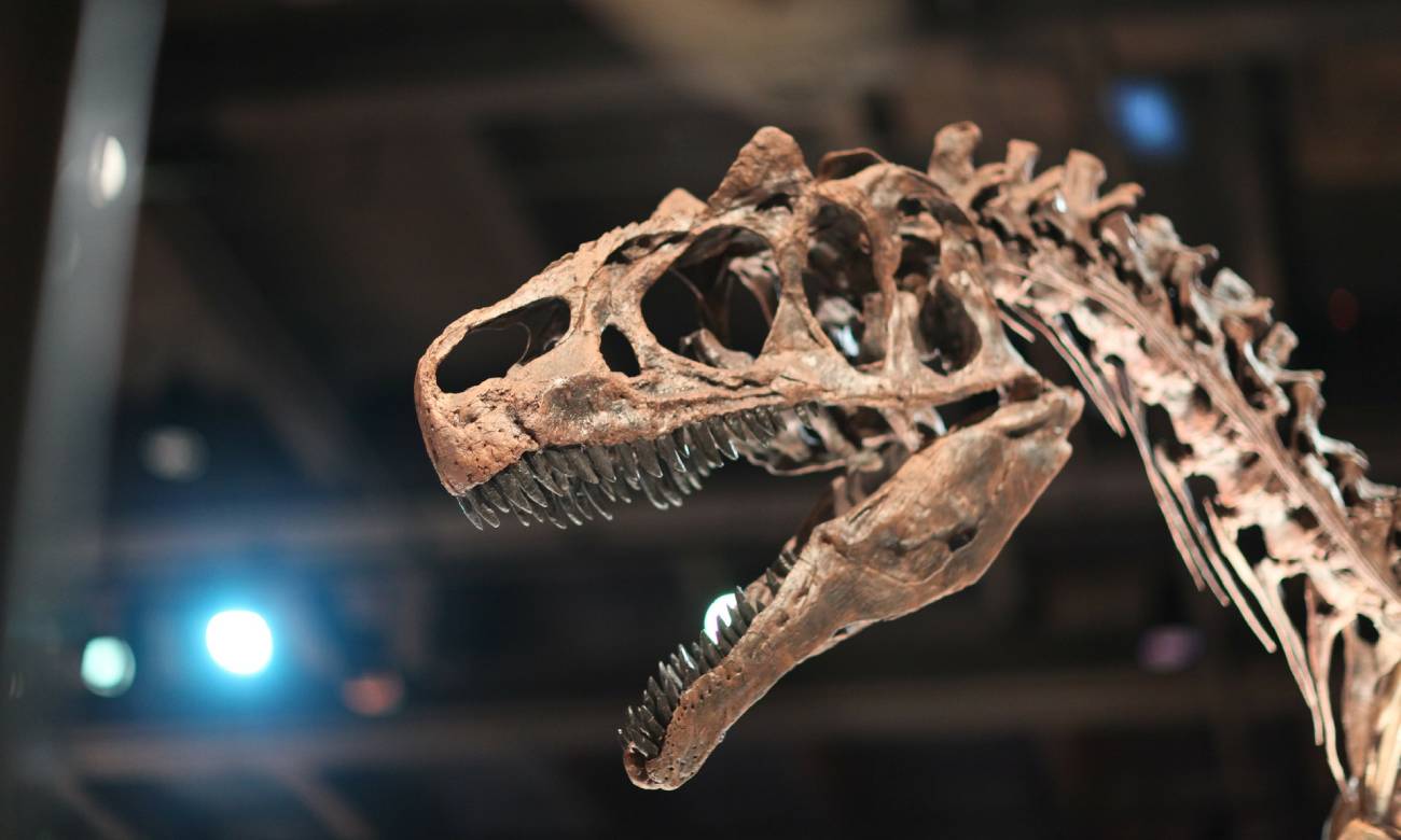 por que ha mais restos de dinossauros do que de nossos ancestrais 1