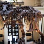por que ha mais restos de dinossauros do que de nossos ancestrais