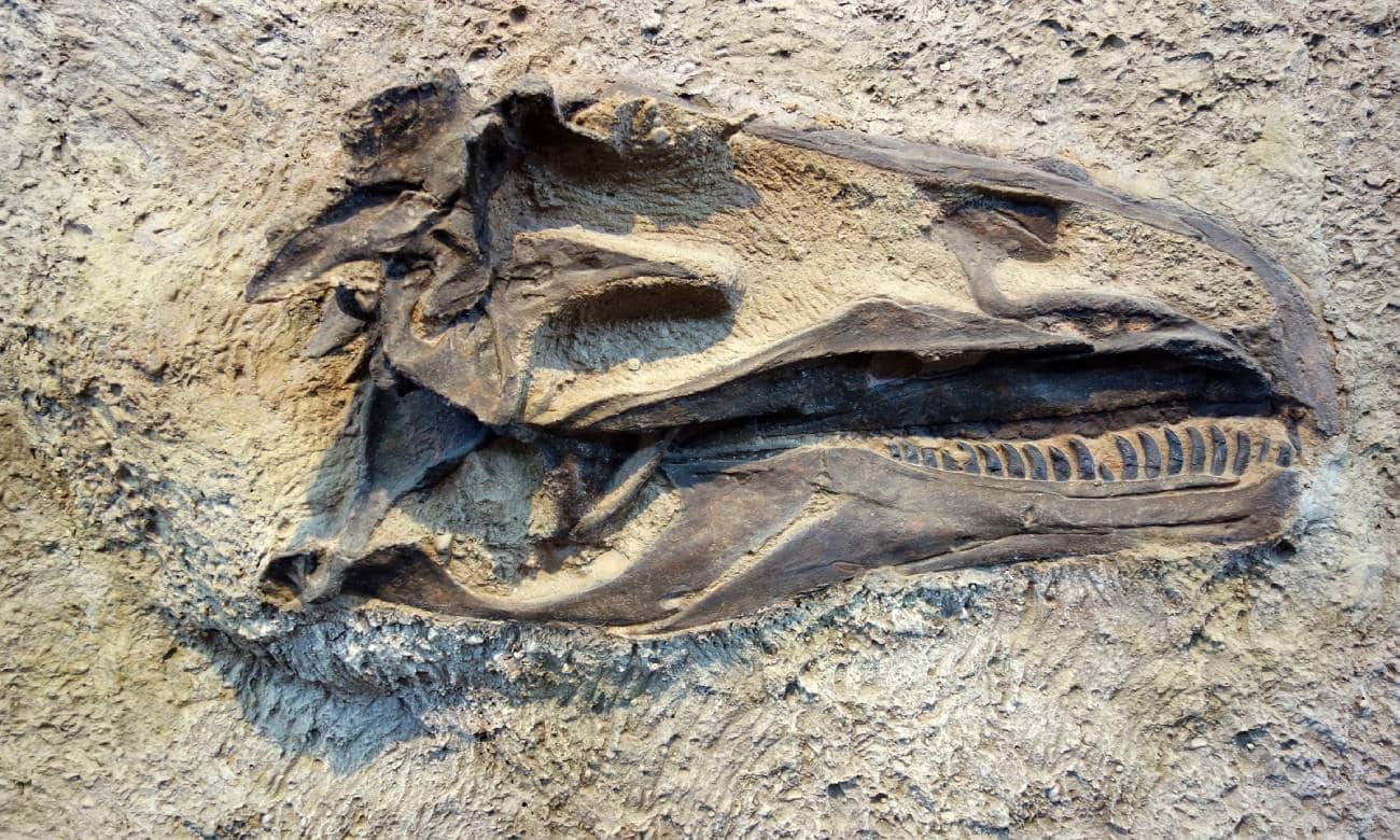 Restos de dinossauros