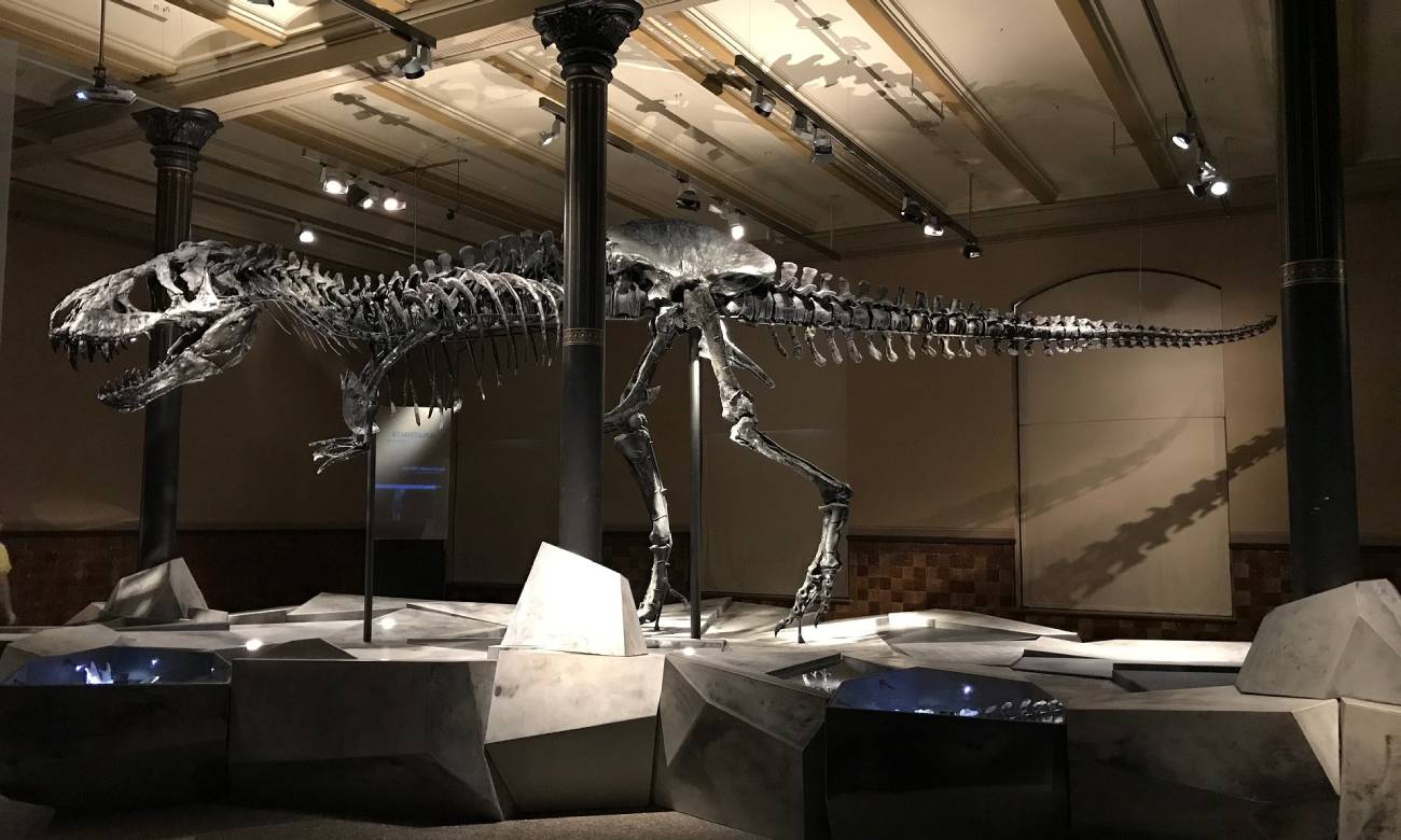 Restos de dinossauros