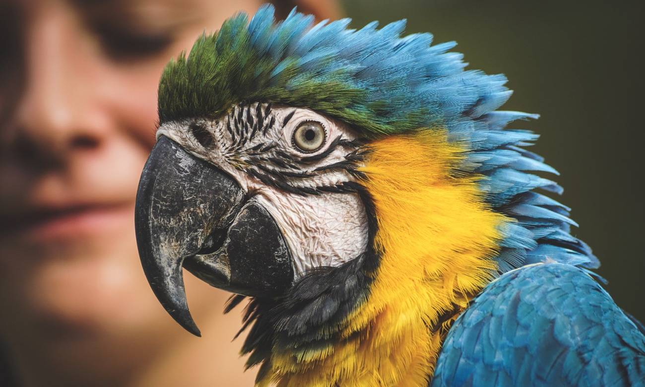 por que os animais nao falam como os humanos 2