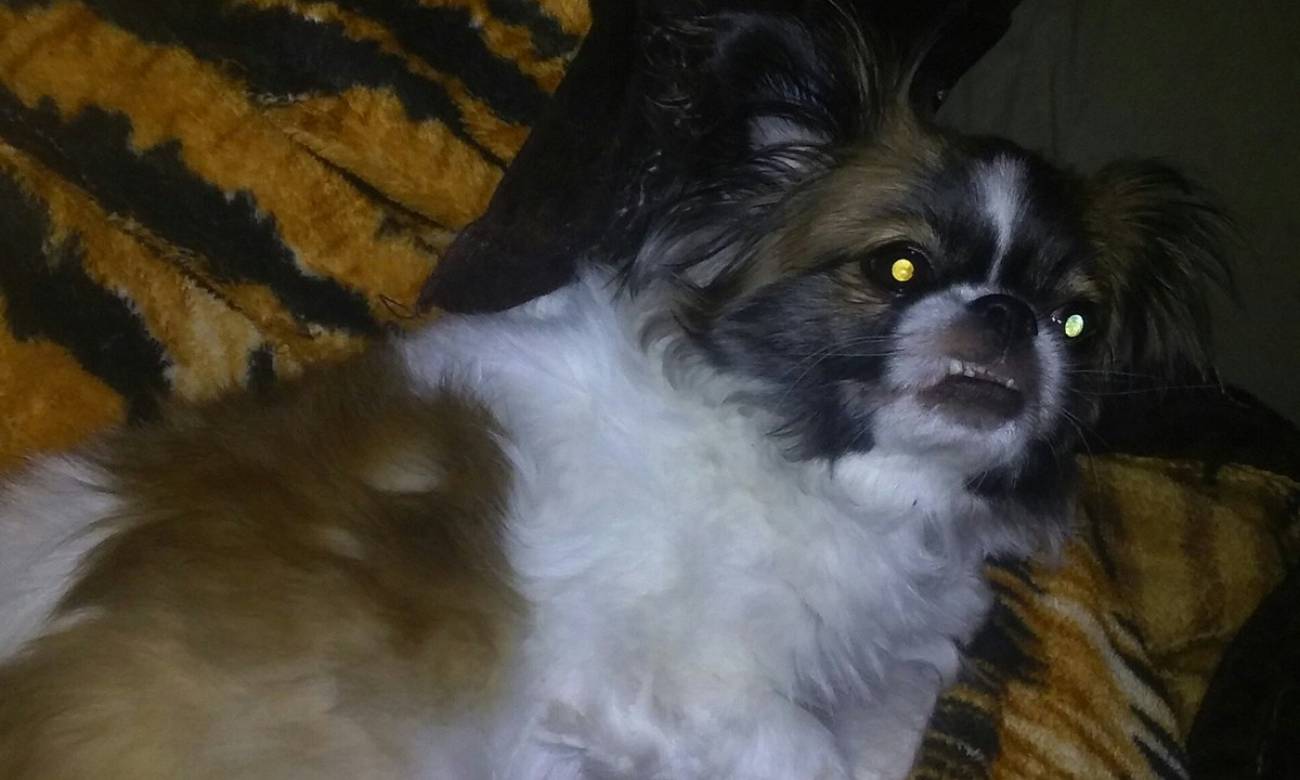 por que os olhos de alguns animais brilham no escuro 1