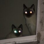 Olhos de animais