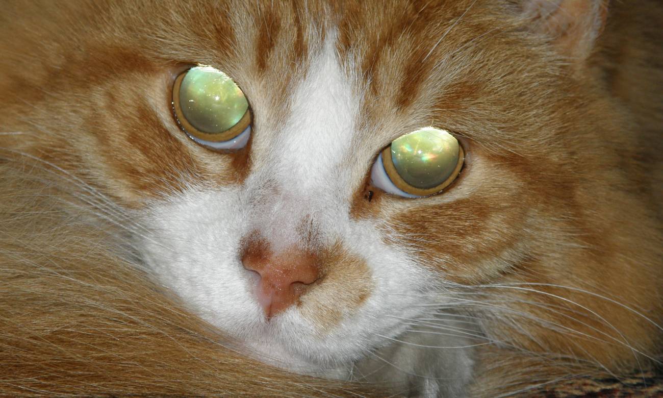 por que os olhos de alguns animais brilham no escuro 3