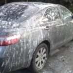 Fezes de pássaros em carro