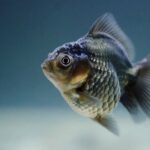 como os peixes dormem com os olhos abertos