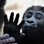 Animais com impressões digitais