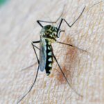 os animais tambem sao picados por mosquitos