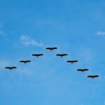 Aves em formação de V