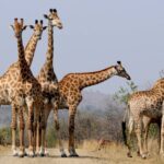 Pescoço das girafas