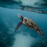 como os animais aquaticos conseguem se localizar debaixo dagua