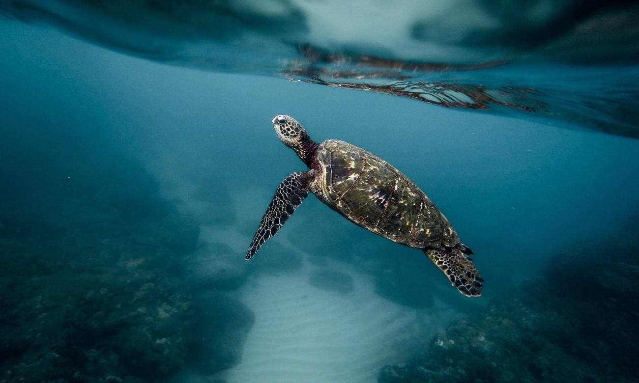 Como os animais aquáticos conseguem se localizar debaixo d’água? – Zona ...