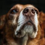 Olfato dos cães