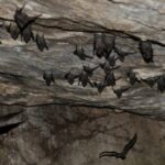 Morcegos em cavernas