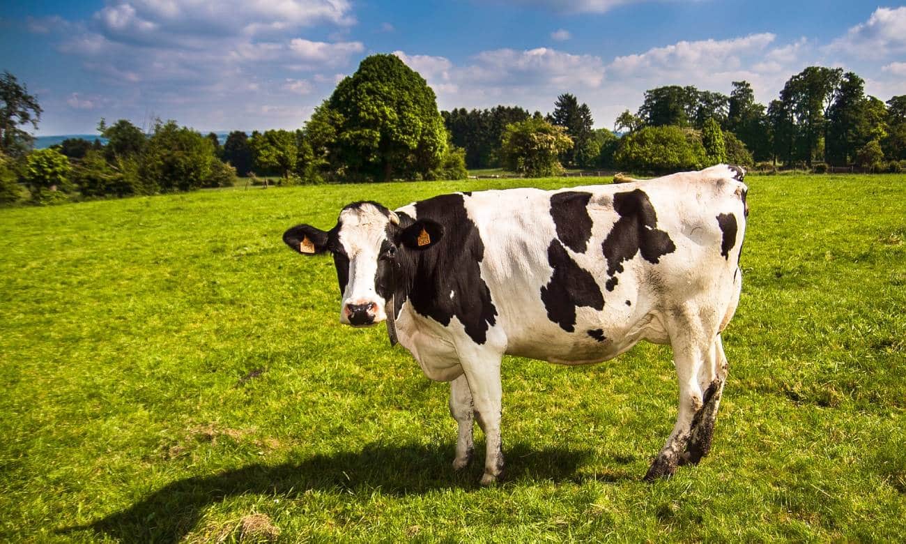 e verdade que as vacas tem quatro estomagos 1