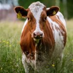 e verdade que as vacas tem quatro estomagos