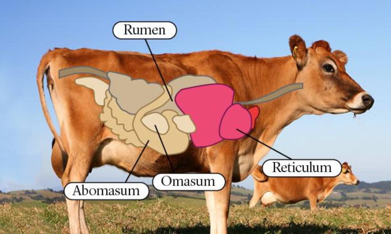 e verdade que as vacas tem quatro estomagos 2