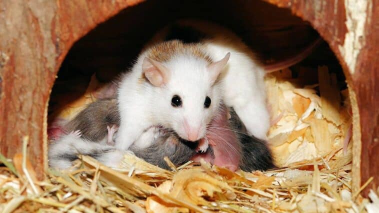 Hamsters e filhotes