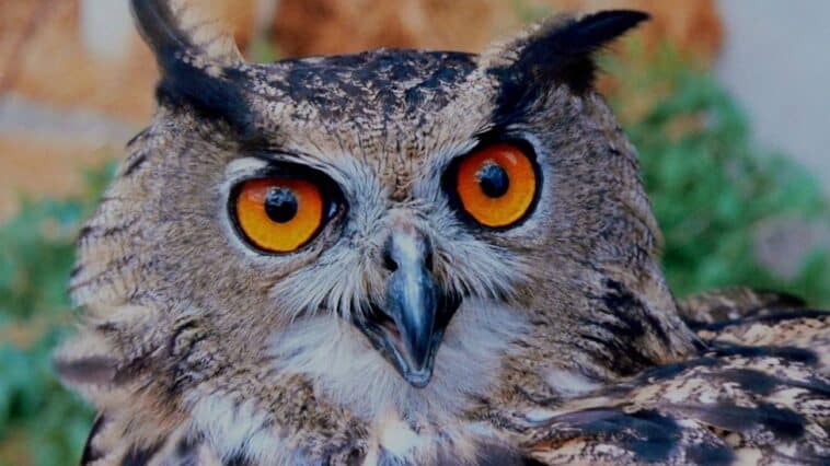 Olhos das corujas