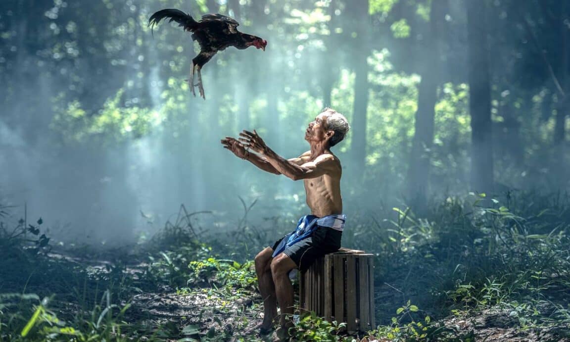 Por que as galinhas não voam tão bem como as outras aves