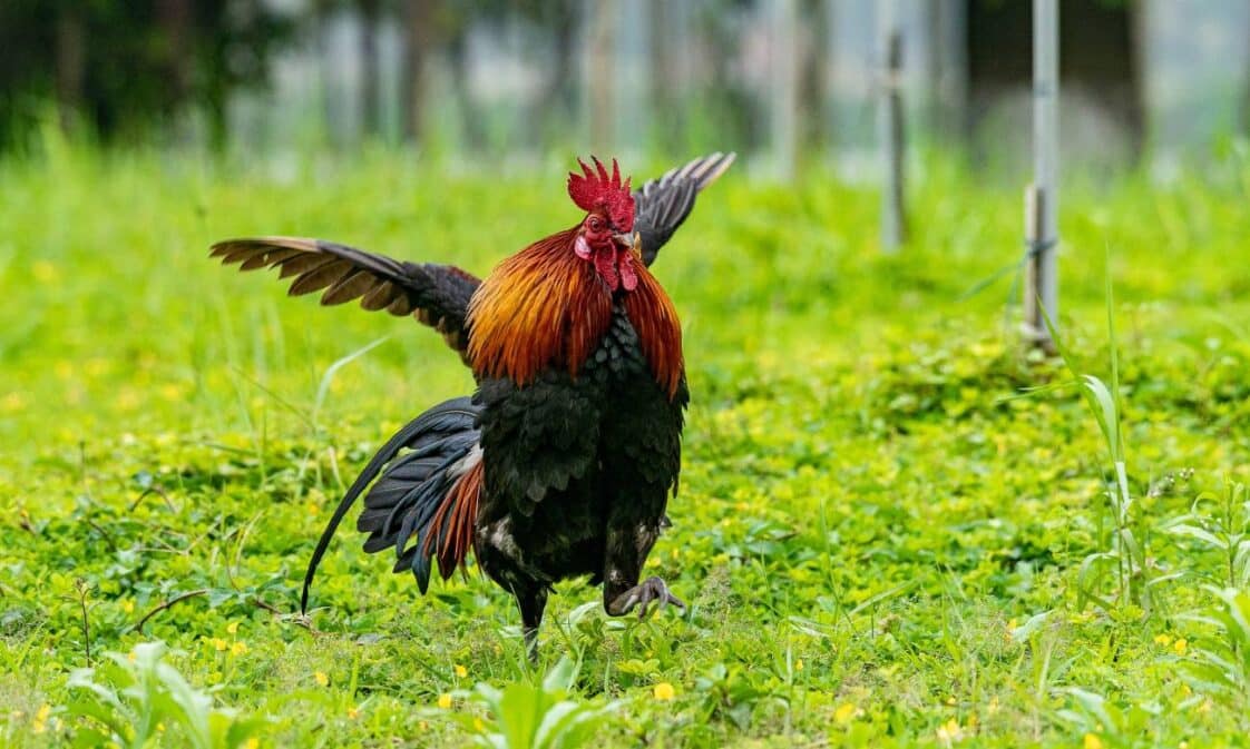 Por que as galinhas não voam tão bem como as outras aves