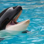 por que as orcas sao chamadas de baleias assassinas