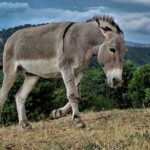 Burro