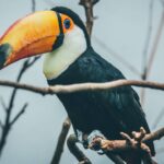 Bico do tucano