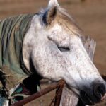 Cavalos dormem em pé