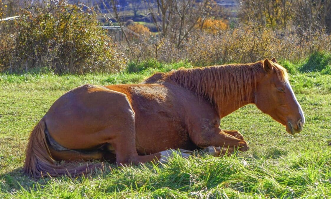 Por que os cavalos dormem em pé? – Zona Curiosa