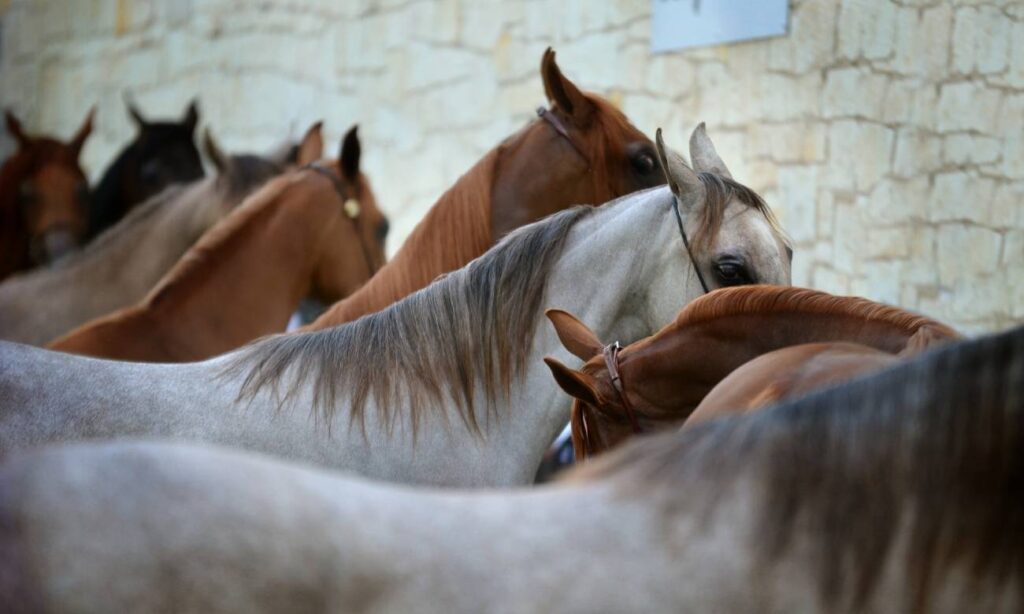 Por que os cavalos dormem em pé? – Zona Curiosa