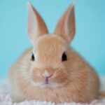 por que os coelhos comem o proprio coco