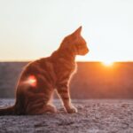 por que os gatos gostam de tomar sol