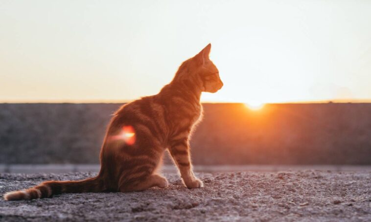 por que os gatos gostam de tomar sol