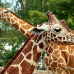as girafas dormem em pe ou deitadas