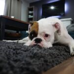 Cheiro de cachorro pela casa