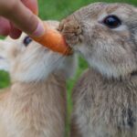 Coelhos comendo cenouras
