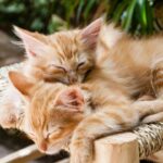 Gatos dormem