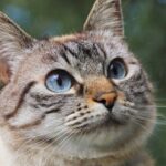 os gatos tem boa memoria