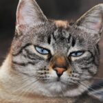 por que os gatos piscam lentamente para os seus donos
