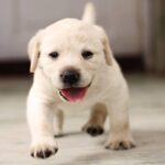 com qual idade os filhotes de cachorro comecam a latir