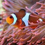 curiosidades incriveis sobre peixes