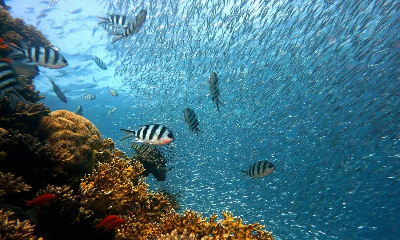 Peixes
