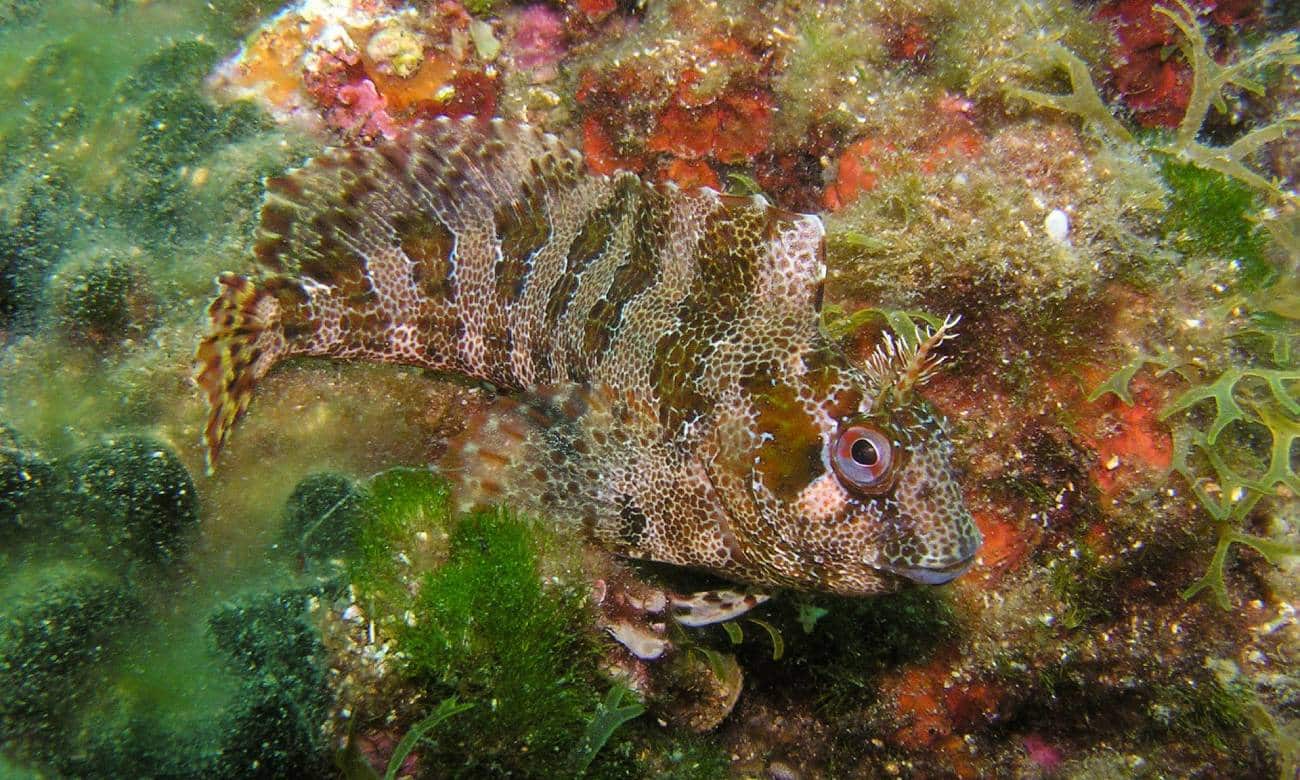 curiosidades incriveis sobre peixes 4