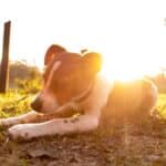 Cães gostam de ficar no sol