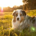 Cães gostam de ficar no sol